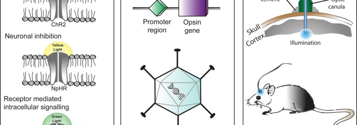 Trei componente principale în aplicarea optogeneticii