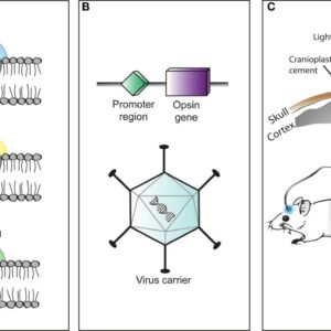 Trei componente principale în aplicarea optogeneticii
