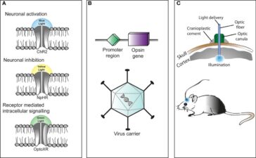 Trei componente principale în aplicarea optogeneticii