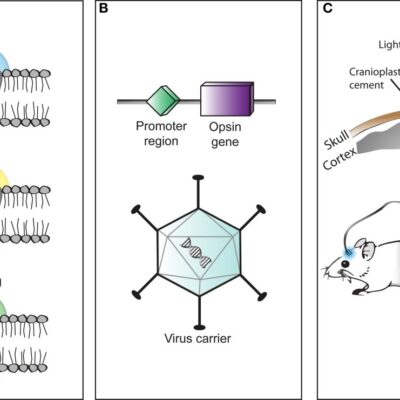 Trei componente principale în aplicarea optogeneticii