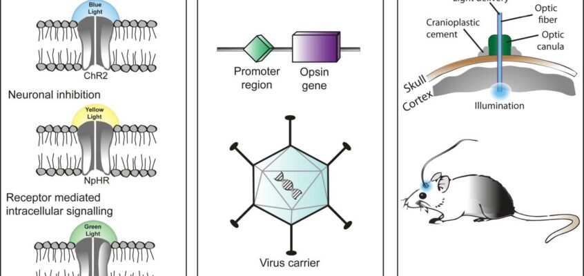 Trei componente principale în aplicarea optogeneticii